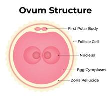 Ovum Structure Science Design Illustration Diagram vector