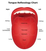 Tongue Reflexology Chart Science Design Illustration Diagram vector