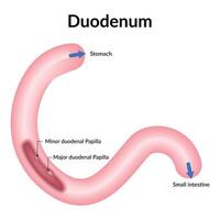 Duodenum Science Design Illustration Diagram vector