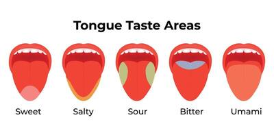 Tongue Taste Areas Science Design Illustration Diagram vector