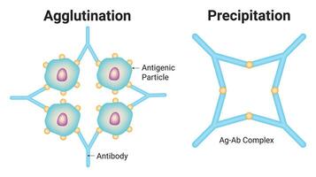 Agglutination and Precipitation Science Design Illustration Diagram vector