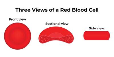 Three Views of a Red Blood Cell Science Design Illustration Diagram vector