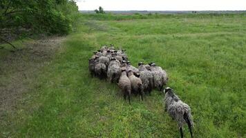 A flock of sheep walk through a green field on a ships farm video
