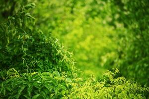 Natural green background of trees and bushes in focus and defocus photo