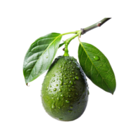 green avocados are on a branch with water droplets png