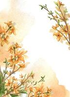 Border of yellow spring flowers on watercolor backdrop isolated on white. Floral template frame. Blooming forsythia branch hand drawn. Flower sketch for greeting card, package, label. vector