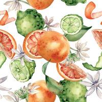 Mixed citrus fruits with white flowers watercolor seamless pattern isolated on white. Hand drawn grapefruit, bergamot with bright orange green peel in botanical sketch style for package, print. vector