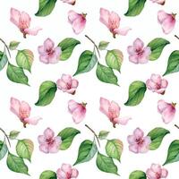 Pink flowers of apricot tree and leaves seamless pattern watercolor isolated on white. Blossom fruit tree branch hand drawn. Design element for packaging, backdrop, wallpaper, textile. vector