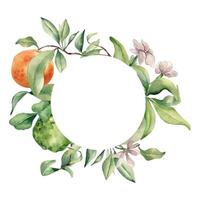 Circle frame with assorted citrus ripe. White flowers and fruit tree branches watercolor illustration isolated. Hand drawn grapefruit and jasmine in botanical sketch style for print products, package. vector