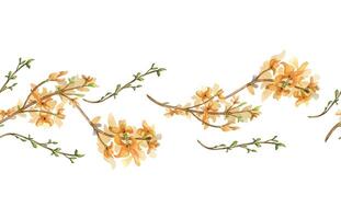 Seamless border of watercolor first yellow spring flowers isolated on white. Floral template frame. Blooming forsythia branch hand drawn. Flower sketch for greeting card, package, label vector
