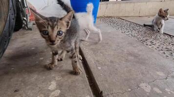 a stray cat with bokeh. A stray cat is a cat whose life roams the streets. video