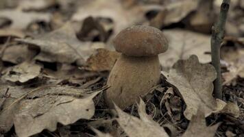 This shows a close-up view of a porcini mushroom growing in the forest. The mushroom is brown with a white stem and is surrounded by fallen leaves. video