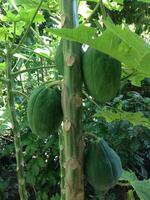 Papaya Fruit hanging on The Tree photo