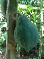 Papaya Fruit hanging on The Tree photo