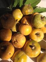 Canistel or Pouteria or Egg Fruit photo
