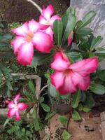 Beautiful pink color adenium obesum or desert rose photo