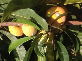 Canistel or Pouteria or Egg Fruit photo