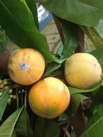 Canistel or Pouteria or Egg Fruit photo