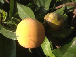 Canistel or Pouteria or Egg Fruit photo