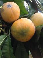 Canistel or Pouteria or Egg Fruit photo