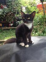White and Black Kitten Standing photo