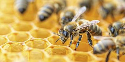The queen bee is surrounded in the style of her court of worker bees, each working to make honeycombs and caring for the rest of their colony photo