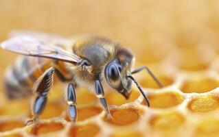 The queen bee is surrounded in the style of her court of worker bees, each working to make honeycombs and caring for the rest of their colony photo