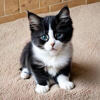 Cute cat Photo