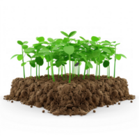 green grass on a round plate, isolated on transparent background png