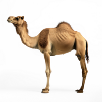 a camel standing on transparent background png