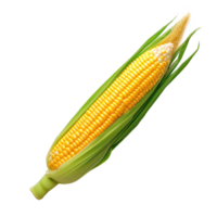 corn on the cob on a transparent background png
