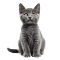a gray kitten sitting on a transparent background png