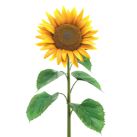 sunflower on a stem with leaves on a transparent background png
