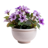 a potted violet flower on transparent background png
