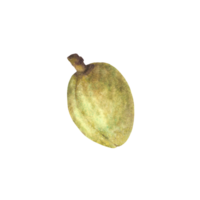 Green Almonds in the Shell Watercolor kernel botanical illustrations with nuts Organic vegetarian Food. Healthy harvest unpeeled fruit clipart on isolated background for product, cosmetic label design png
