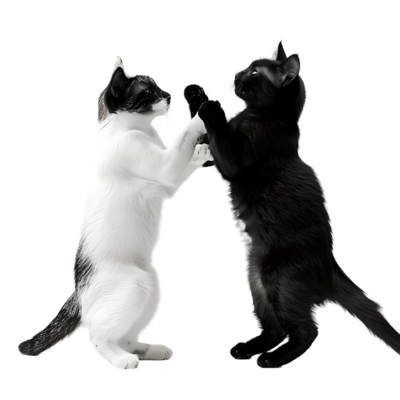 Cat Black And White PNGs for Free Download