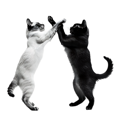 Cat Black And White PNGs for Free Download