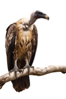 Isolated vulture on a branch against transparent background png
