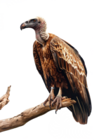 Isolated vulture on a branch against transparent background png