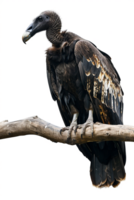 Isolated vulture on a branch against transparent background png