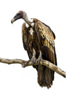 Isolated vulture on a branch against transparent background png