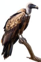 Isolated vulture on a branch against transparent background png