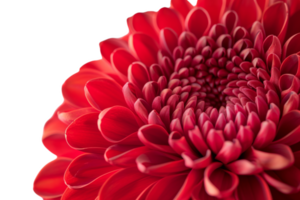 Close-Up of a Red Chrysanthemum png
