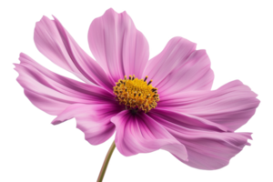 Pink Cosmos Flower Isolated png