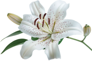 White Lily With Red Spots and Bud png