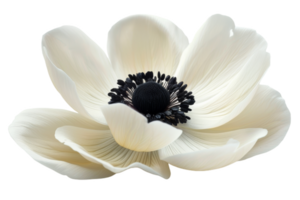 White Anemone Flower With Black Center png