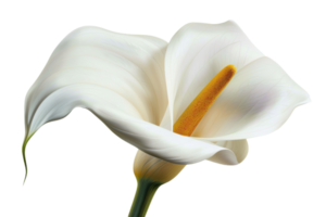 White Calla Lily Close-Up png