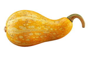 Whole Butternut Squash png