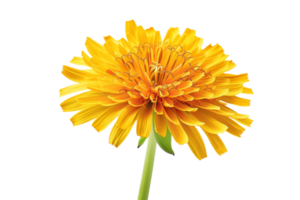 A Yellow Dandelion in Bloom png