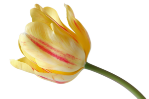 Yellow Tulip With Red Streaks png